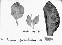 Puccinia arenariae image